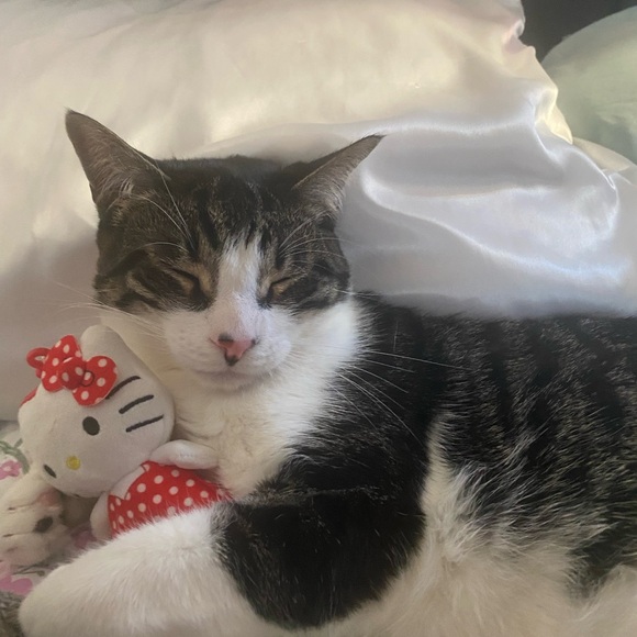 Meet your Posher, Jullen - Picture 1 of 1